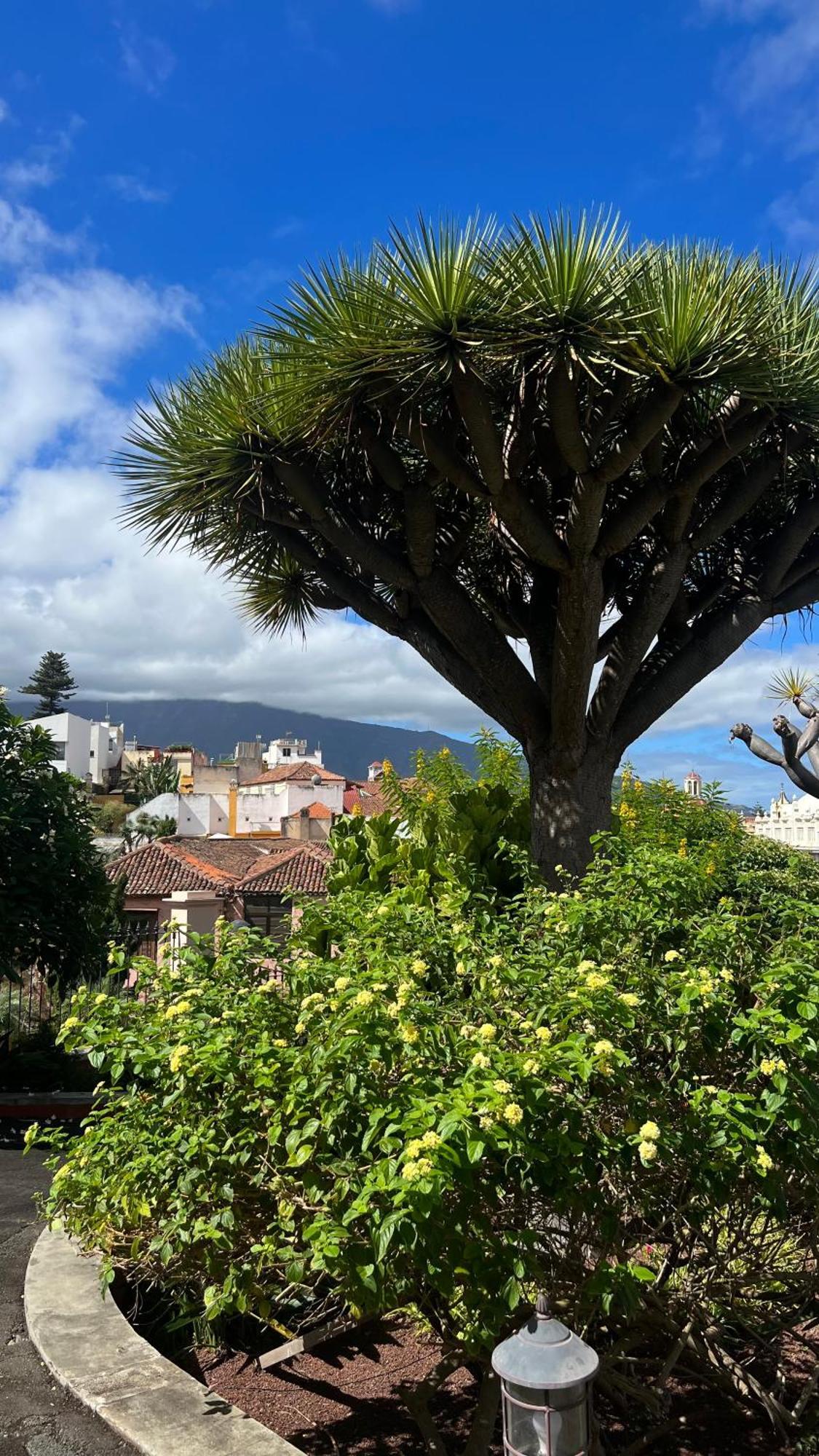Tenerife Te Espera! Apartment อิคอดเดลอสวินอส ภายนอก รูปภาพ